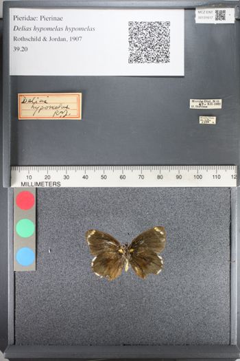 Media type: image;   Entomology 131617